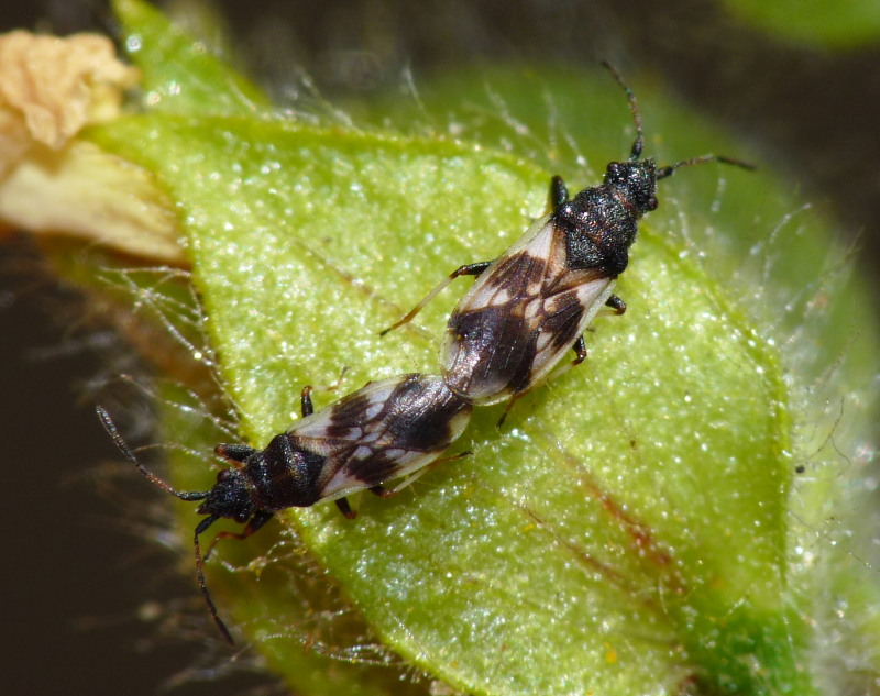 Lygaeidae: Macroplax fasciata dell''isola di Capraia